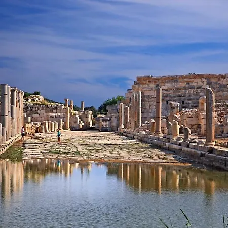Sea View Bougainvillea 52